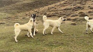 KANAS ÇOK SERT OLACAK VE GALİBA DÜŞÜNDÜĞÜMDEN DAHA BÜYÜK VE KASALI BİR KANGAL OLACAK