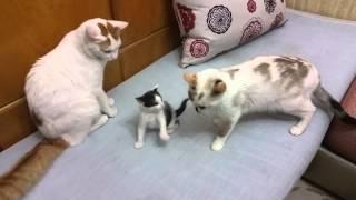 Momma cat comes to the rescue when daddy is playin