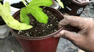 Fig And Strawberry Planting In My Container Vegetable Garden Y4 V42