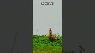 Nature's treasure hunters: Meet the Hoopoe |Paws on the Planet