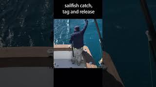 Insane Sailfish catch and release offshore Miami  #offshorefishing #billfish