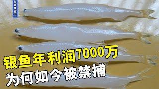 银鱼年利润7000万，为何如今被禁捕，只因有鱼遭了殃【科普任意门】