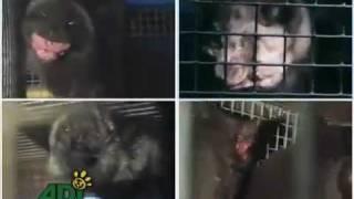 The TRUTH about Fur in EUROPE / Die Wahrheit über die Pelzindustrie