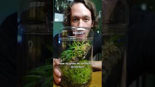 How to make an orchid terrarium