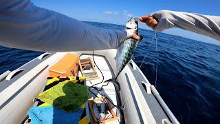 BONITO FISHING from schools of fish. The 2024 Season started quickly.