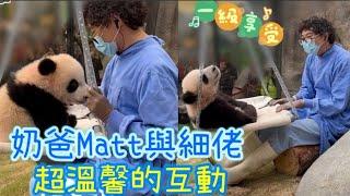  #細佬也不用墊腳上千秋了～ 奶爸Matt很耐心地引導及鼓勵細佬踏上千秋， 還幫牠搖動千秋以作鼓勵 #大熊貓bb成長日誌 #家姐細佬 #panda #cute #海洋公園 #萌宠 #盈盈#樂樂