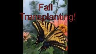 Fall Garden Transplant On BrainStorm Acres Off Grid Homestead