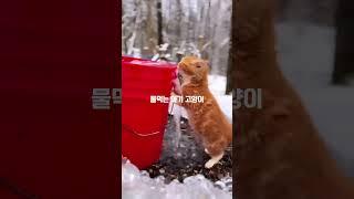 목이 엄청 말랐던 아기고양이 옴뇸뇸뇸