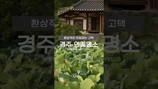 경주 연꽃명소 환상적인 연꽃피는 고택 #경주여행 #연꽃 #배롱꽃