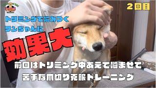 噛み犬トリミング２回目！効果はいかに？？