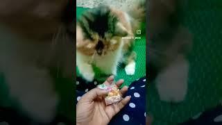 weeefunny video #cat #shorts #ytshorts #funny #wee #persiancat #catlover #support #comedy