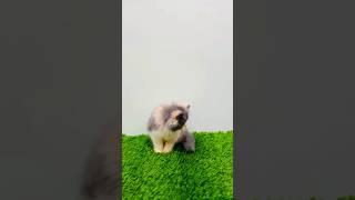 Persian cats | kitten sale | cute cats | sale | #shortsfeed #shorts #cat #cats #catlover #catvideos