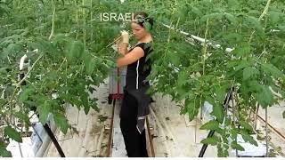 Israel Tomato Processing // Growing Tomatoes Green//Technology Awareness//Israel agriculture