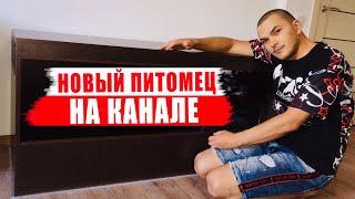 Большой террариум для рептилии.  Самый ВАЖНЫЙ ДЕНЬ на канале ЭКЗОТАРИУМ