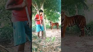 Funny Tiger Video Vfx #vfxshorts #vfxworld #vfxtiger #viralvideo #entertainment