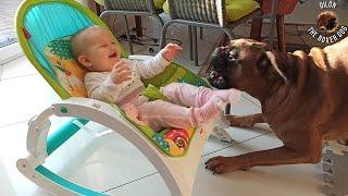 Boxer dog amuses 8 months old baby acting goofy