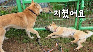 장미야 미안해