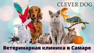 Ветеринарная клиника Clever dog. Лучший ветеринарный центр в Самаре