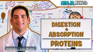 Gastrointestinal | Digestion & Absorption of Proteins