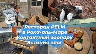 Эстония влог.Ресторан Pelm в Рокка-аль-Маре.Где вкусно покушать в Таллинне?Контактный зоопарк