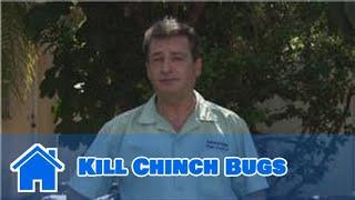 Home Pest Control : How to Kill Chinch Bugs