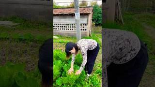 Catching worms on cabbage#农事#liziqi#农村姑娘#干活