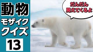 【モザイククイズ◆13】だんだん見えてくる人気動物の名前を当てよう！何の動物か分かるかな？！