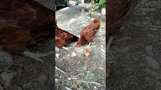 Chicks and Chicken