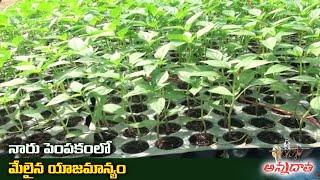 Raising of Vegetable Nurseries in Protrays | ప్రోట్రేలో నారుపెంపకం