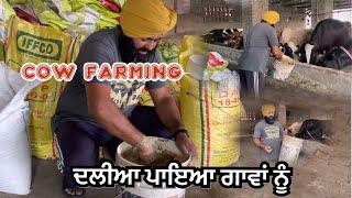 Cow farming //ਦਲੀਆ ਪਾਇਆ ਅੱਜ ਗਾਵਾਂ ਨੂੰ// SEERA DHILLON