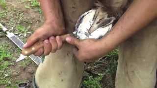 Using a Chris Gregory Hoof Knife