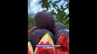 every bite of fig you take might be hiding a dead insect inside  #delicous #facts #streetfood