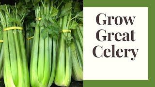 Growing Celery for Beginners