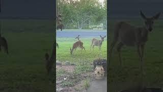 She brought her babies today! #deer #whitetail #hillcountry #baby #babies #cute #wildlife