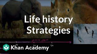 Organism life history and fecundity  | Ecology | Khan Academy