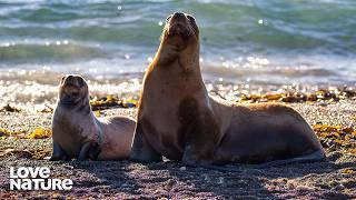 Sea Lion's First Fighting Lesson | New Kids In The Wild 202