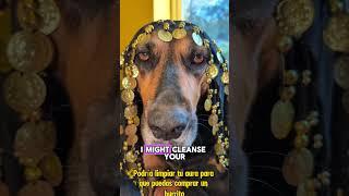 The Oracle Says: You’re Allergic to Wealth  #MadameSunnyLouLou_ #funny #fortuneteller #dogshorts