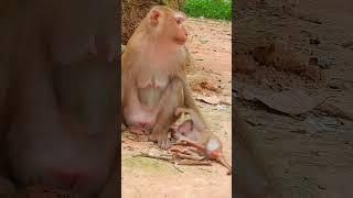 Luno: Growing Up Different 5#cute#Monkeys#animals