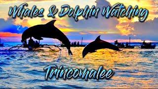 Whales & Dolphin Watching Trincomalee# Srilanka 