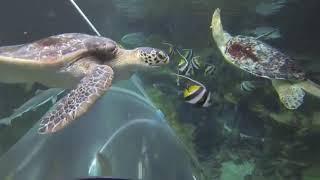 Oceanarium Bournemouth - First Go-Pro underwater video