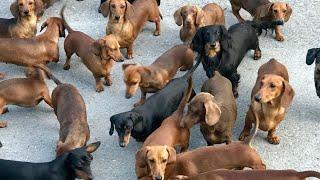 Funny mini wiener dogs Try Not to laugh videos compilation 2021 | funny Mini Dachshund dogs videos