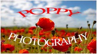 Poppy Photography