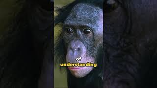 Meet The BONOBO…. Chimpanzees More PEACEFUL Cousins (KOBA From Planet Of The Apes)