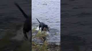 Duck dog retrieve. Jett doing what he does best #waterfowl #duckdog #retreiver #blacklab #duckhunt