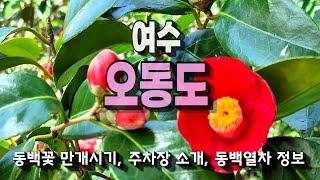 여수 일등 명소, 오동도ㅣ동백꽃 개화시기, 혼잡시 주차장 안내, 동백열차 정보