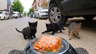 Feeding Kittens with RC car