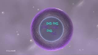 Cell Biology and Genetics – Made Easy Through Animation