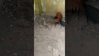 #snake #birds chim bìm bịp bắt rắn hố mang#참새와허수아비 #shortvideo #kingkobra # .. #수초어항