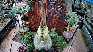 Titan Arum "Casper" - Collectors Corner (Garden World), Melbourne, Australia 2025