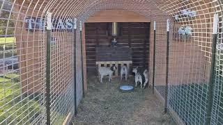 GOATS MOVED TO NEW PEN